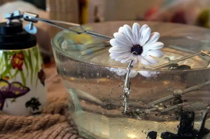 Как в капле воды: чудеса макрофотографии