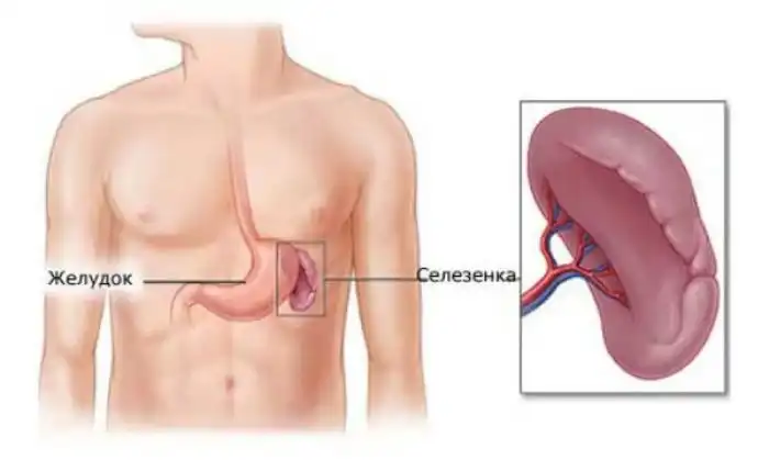 6 органов, без которых можно вполне успешно жить