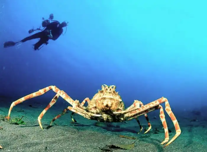 Краб-паук: Жуть, которая сама тебя сожрет