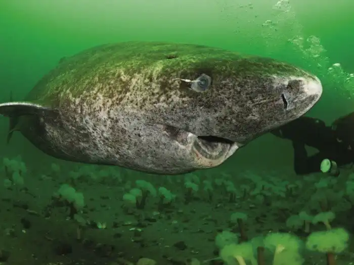 5 животных, чьему долголетию может позавидовать человек