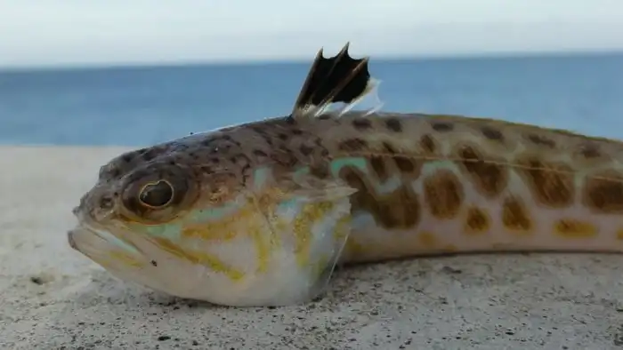 Большой Морской Дракон: Никогда не трогайте его, если будете на Черном море!