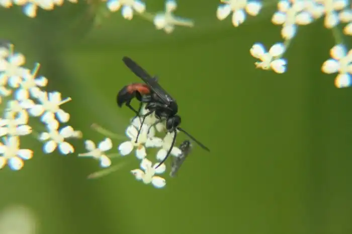 Одиночные осы: Поведение сложнее человеческого
