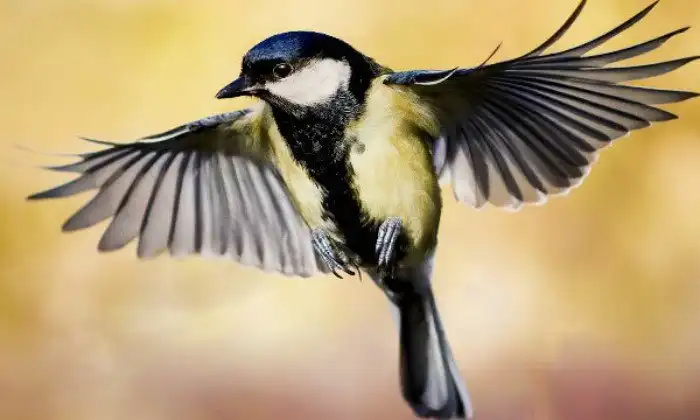 4 странных и… неприличных факта о животных