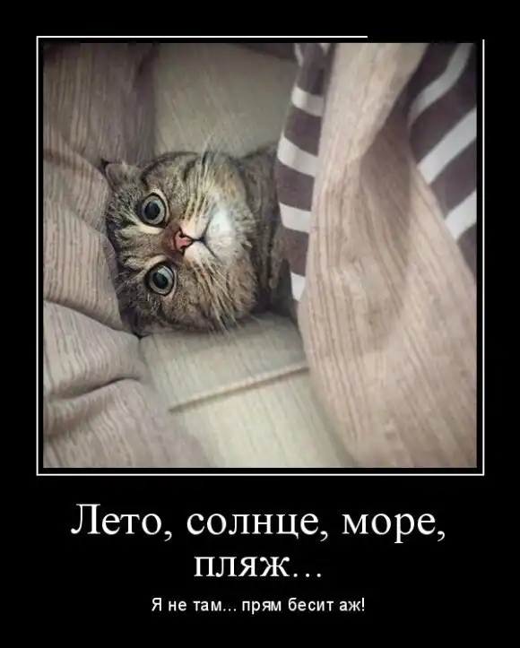 Кошачьи демотиваторы