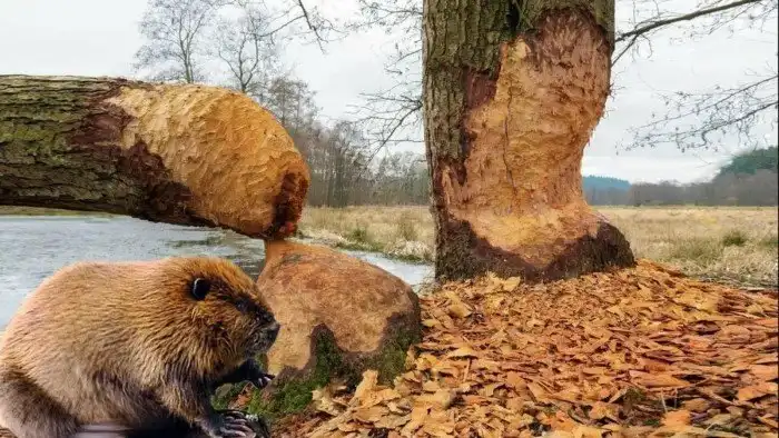 Бобры: Идеальный коммунизм давно построен