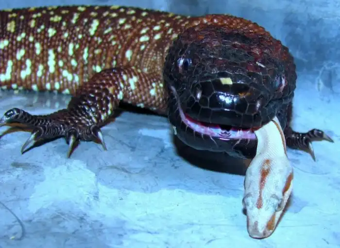 Мексиканский Ядозуб: Убить тебя для него раз плюнуть. Буквально!