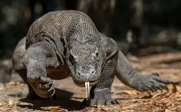 Комодский Дракон: Ешь своих, или съедят тебя