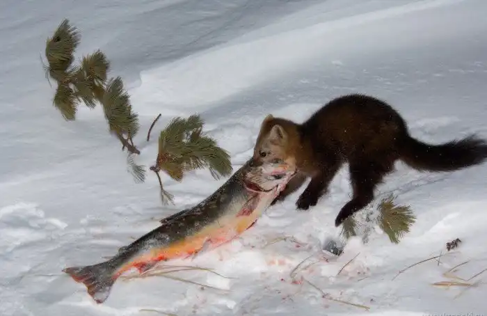 Баргузинский соболь: Любимый зверь любителей мертвечины