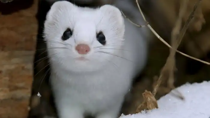 Ласка: 50 убийств в день — это норма