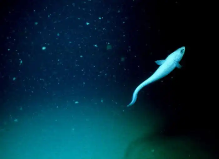 Глубоководный снег: Пир из трупов и причина гигантских существ бездны