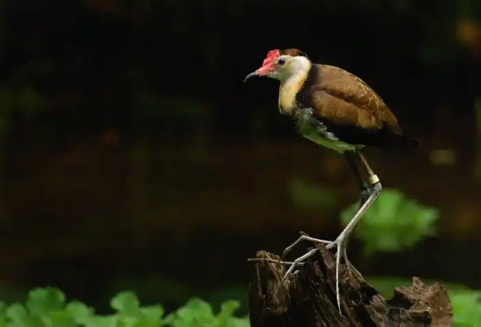 Австралийская Якана: Почему у этих птиц 5 пар конечностей?