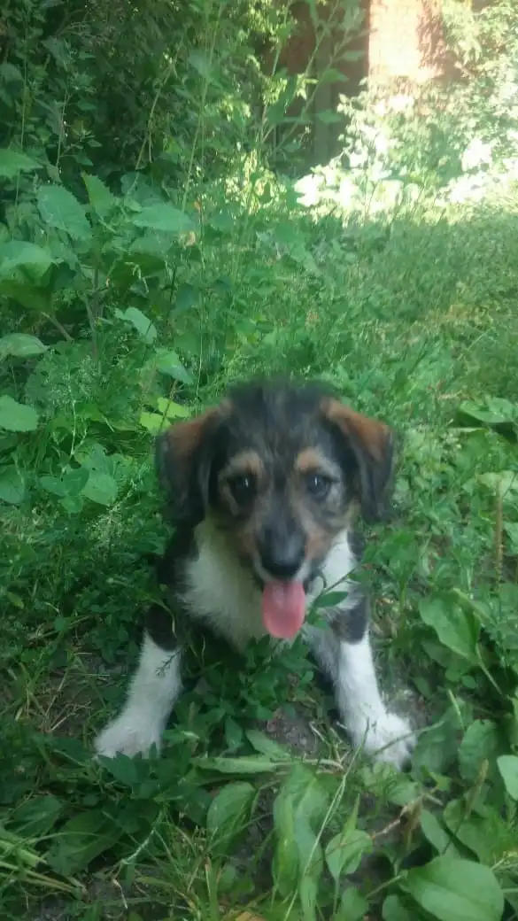 В поисках любящего хозяина