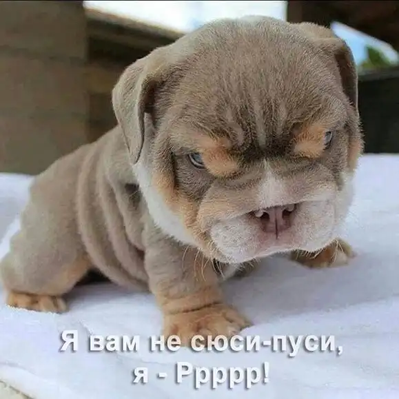 Забавные шутки, картинки и фразы из этих ваших интернетов