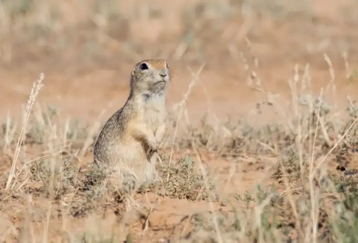 Длиннохвостый суслик: Тюремные понятия грызунов
