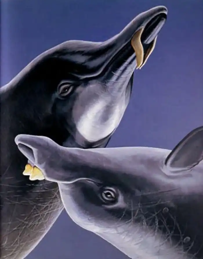 Командорский ремнезуб: Саблезубые дельфины плавают в водах России