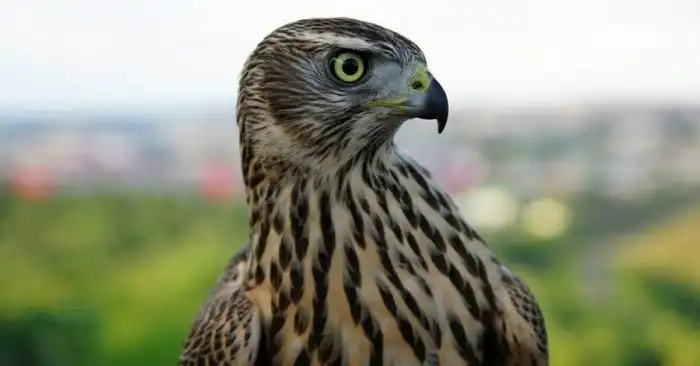 Ястреб-Тетеревятник: Идеальный фитнес-тренер для птиц