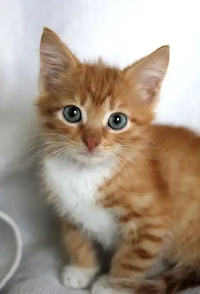 Отдам котёнка мальчика