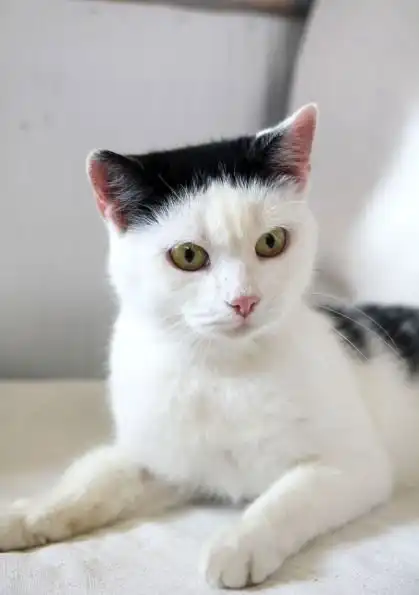 Отдам кошечку Мисюсь