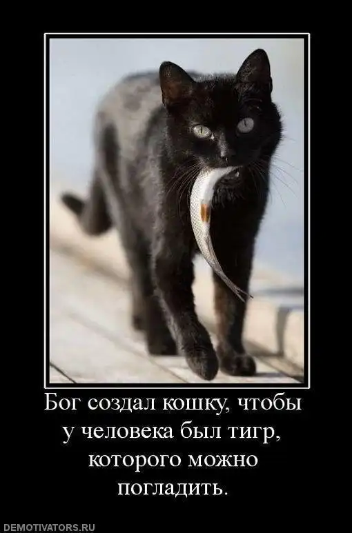 Образ кошки в демотиваторах