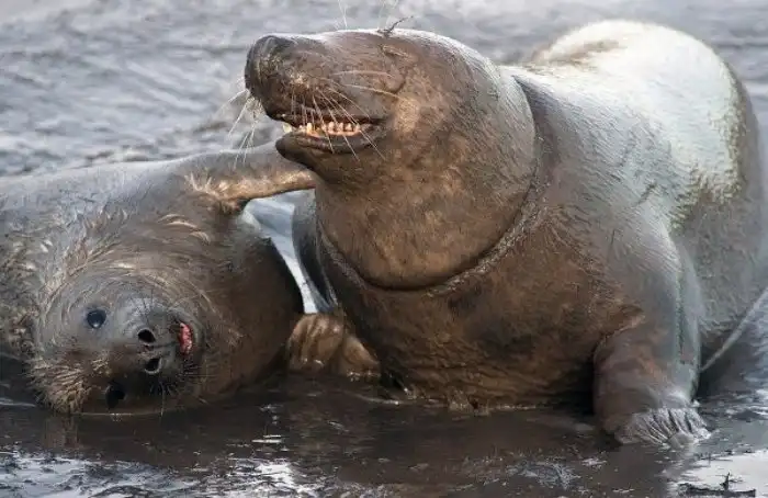Серый тюлень: Мрачная сторона милых зверей