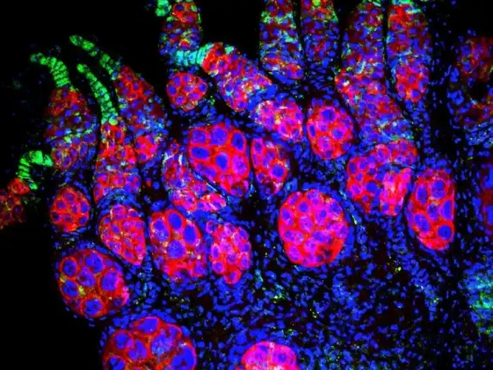 Вольбахия: Бактерия, которая превращает мужчин в женщин, а женщин в Суперженщин