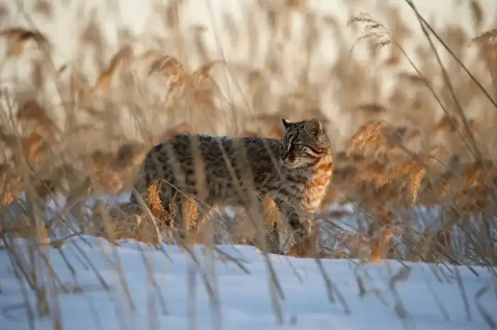Амурская кошка: В тайге даже котики валят косуль