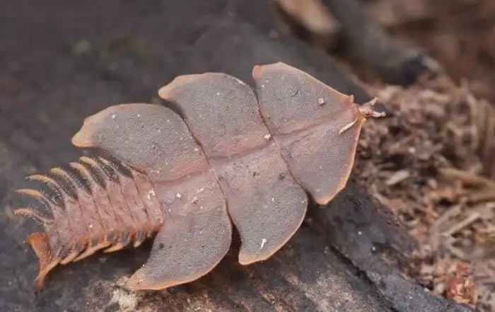 Жук-Трилобит: 134 статья УК РФ в мире насекомых