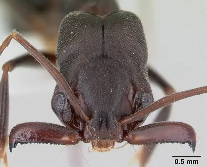 Одонтомахусы: Статья про муравьев с самым мощным и болезненным укусом