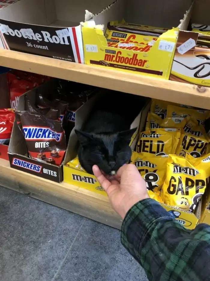 19 забавных котов-работяг, которые с нетерпением ждали вечер пятницы