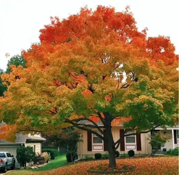 Осень шагает по Земле