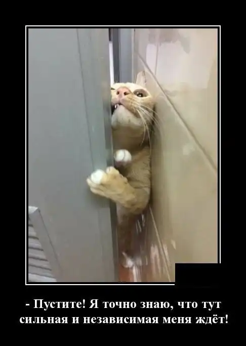 Образ кота в демотиваторах