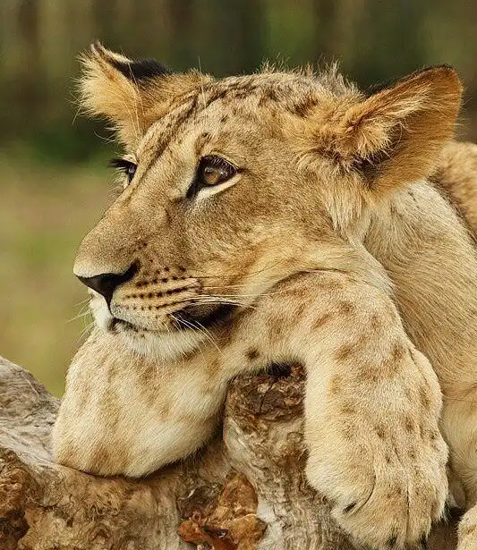 Дикие зверюшки