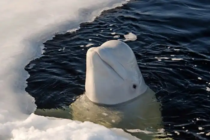 Белуха: Кровожадный хищник повел себя слишком странно