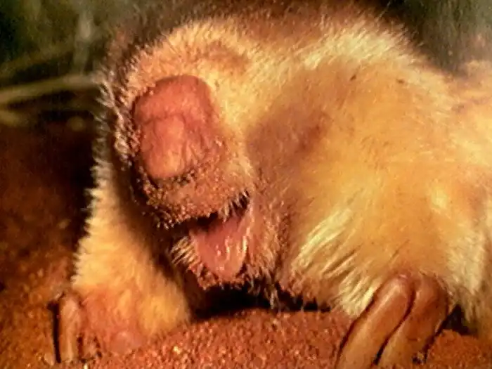 Сумчатый крот: Клешни как у краба, шелк вместо шерсти. Очередное австралийское чудище