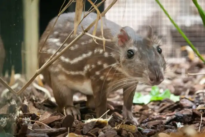 Пака: Крыса-переросток агрессивнее питбуля