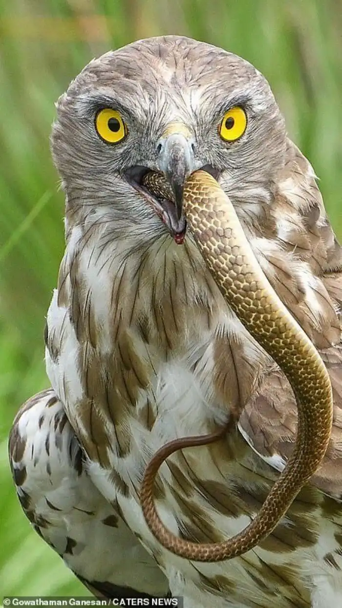 Впечатляющие кадры охоты змееяда на индийскую кобру