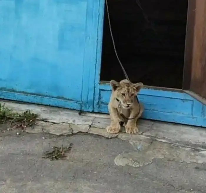 14 неожиданных ситуаций из серии "Однажды в гараже"