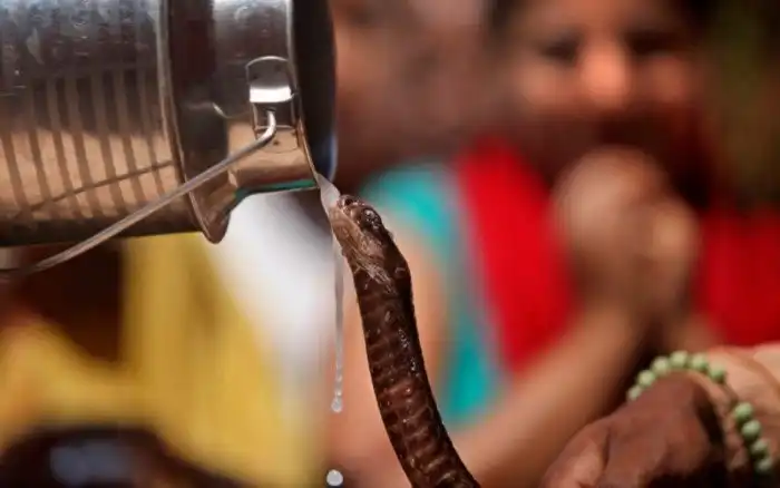 Самые распространенные мифы о змеях