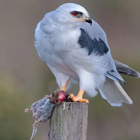 Все жрут друг друга