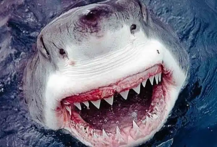 Как спастись при нападении 10 смертельно опасных животных