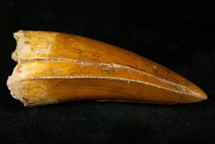 Кархародонтозавр: Охотник на самых больших динозавров