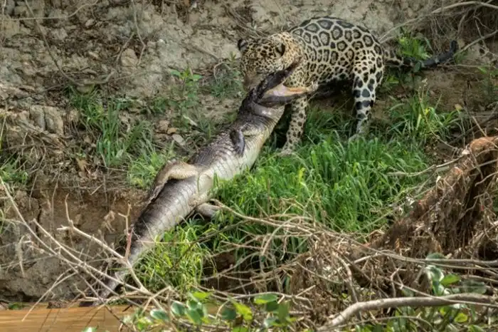 Кого боятся хладнокровные крокодилы