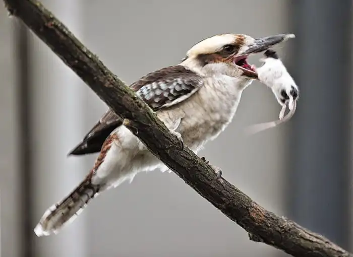 Кукабарра: Убивает ядовитых змей под хохот псов дьявола