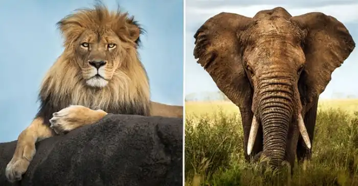 Каких зверей боятся огромные слоны