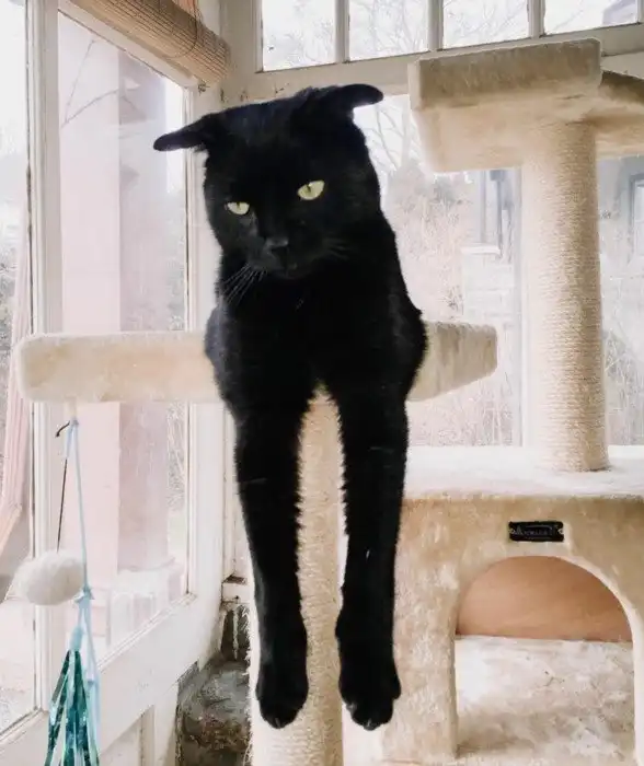 Очаровательная генетическая причуда: кот со странными ушами