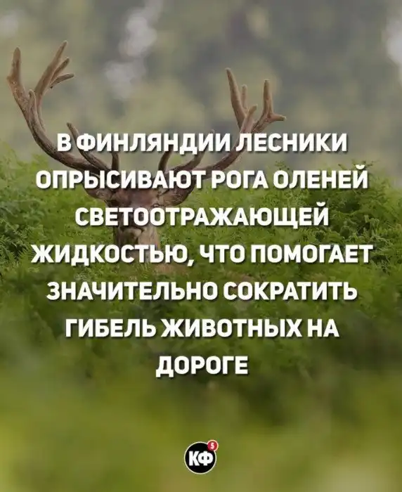 Краткие факты