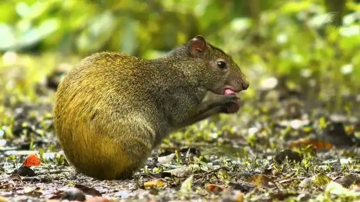 Агути Азары: Маленькая гордость Южной Америки