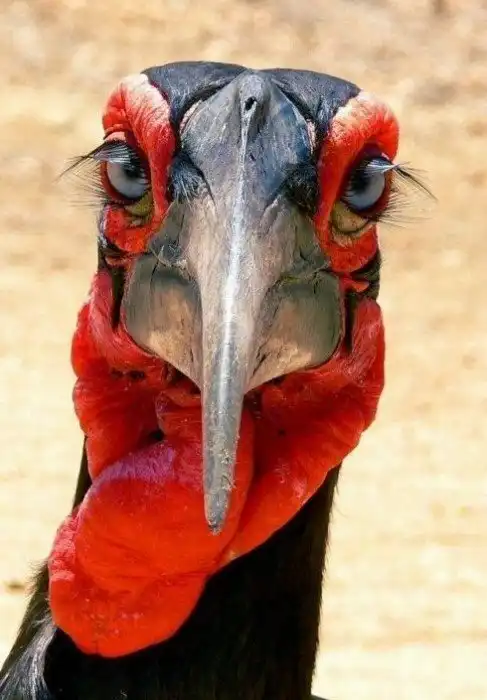 Птичьи портреты, заглядывающие вам в душу