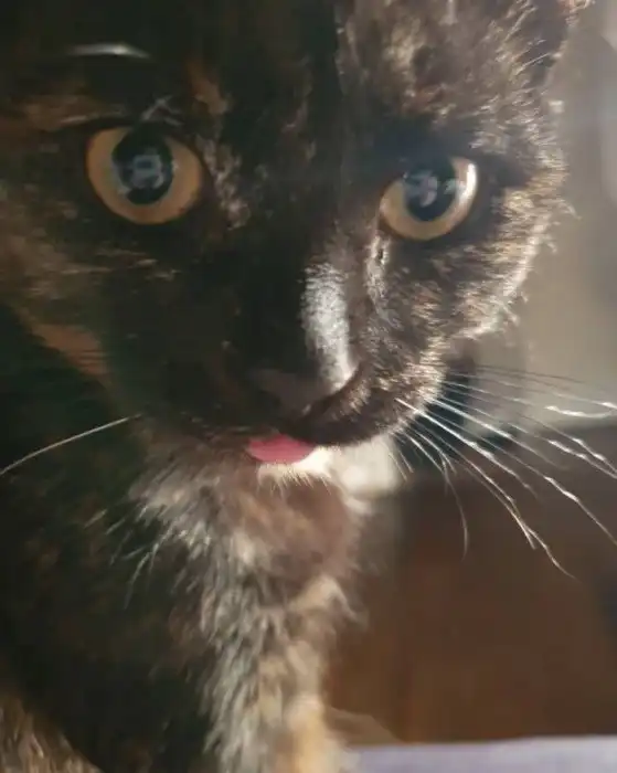 Кошкам идет все. Даже высунутый язык!