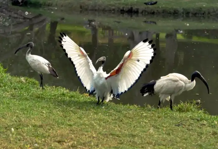 Священный ибис: Египтяне мумифицировали их чаще, чем кошек!